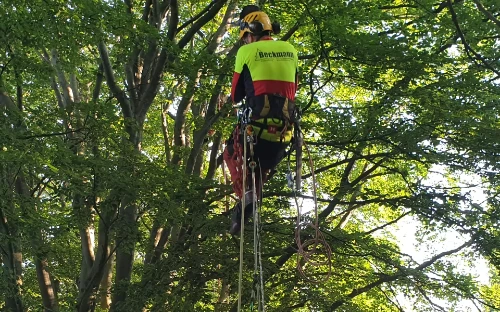 Mann auf dem Baum - Baumpflege