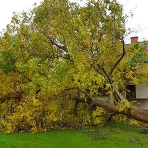 Ein Baumnotfall in einem Garten